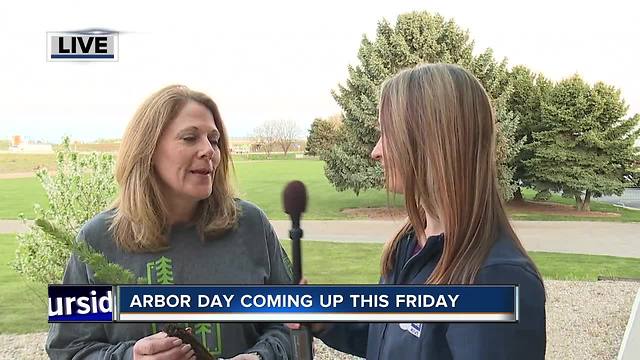 Free blue spruce seedlings for Arbor Day