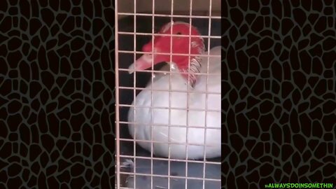Moving birds from old to new house