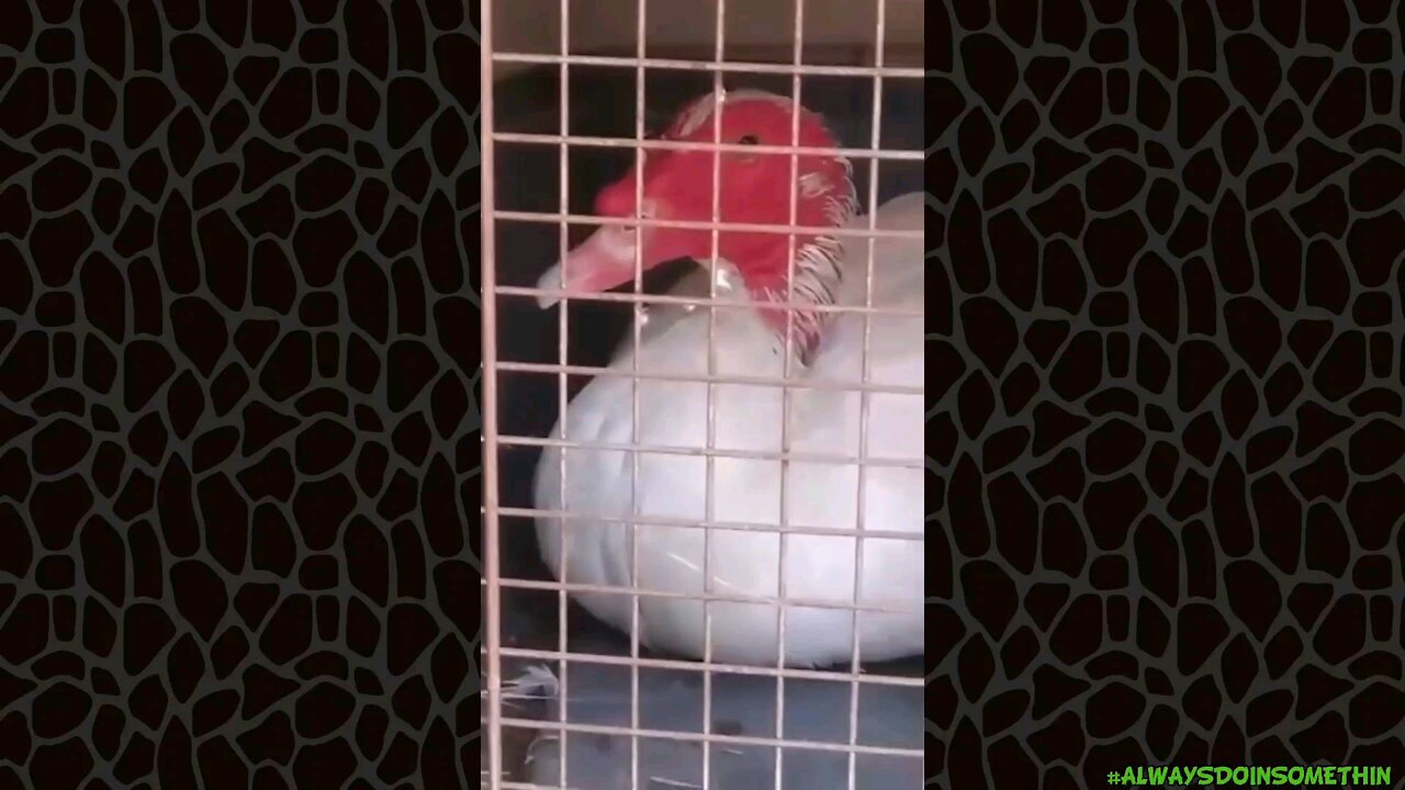 Moving birds from old to new house