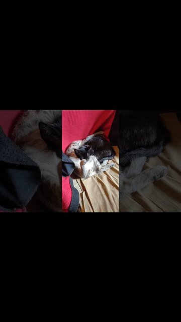 Charlotte and Wilbur, cute little kittens, asleep on the chair