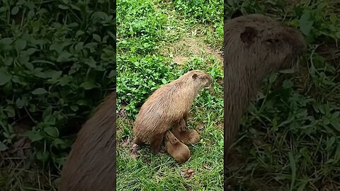 #capivara rio Doce