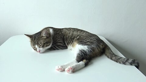 This Lazy Cat Loves to Sleep in the Sun