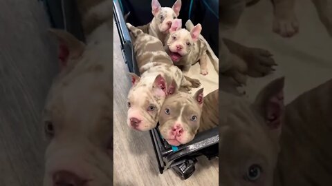 família de pitbulls