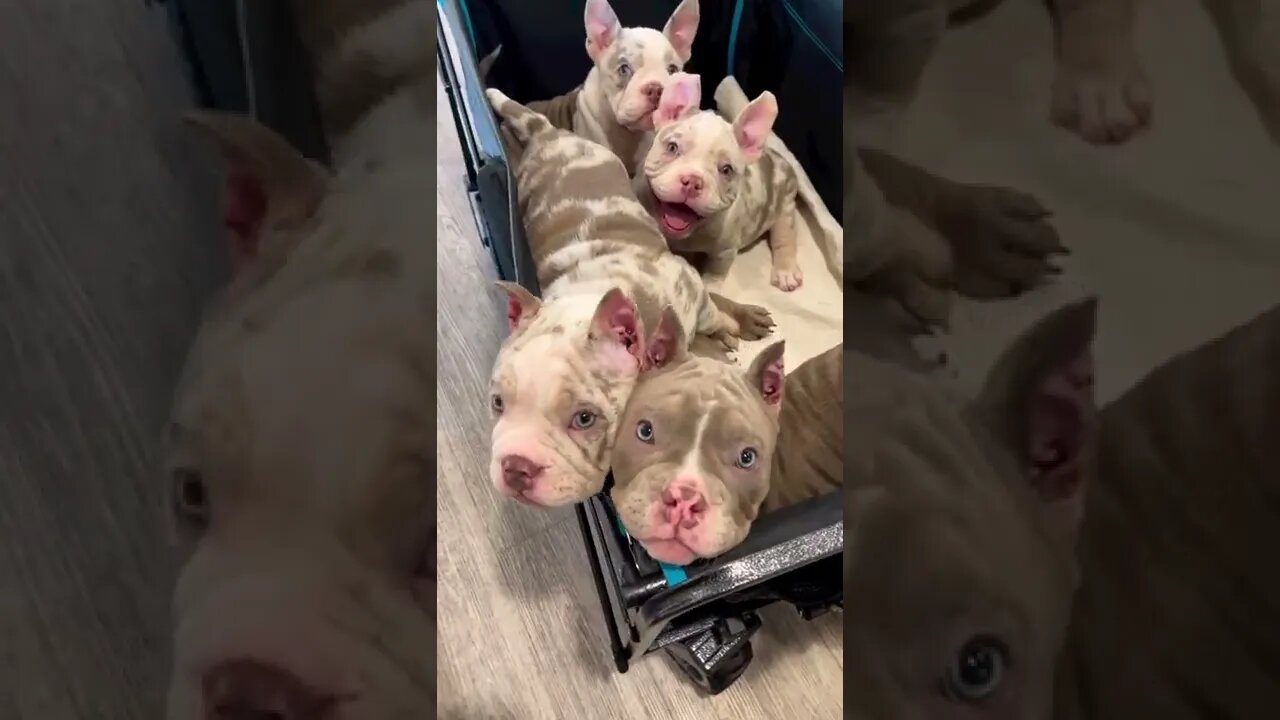 família de pitbulls