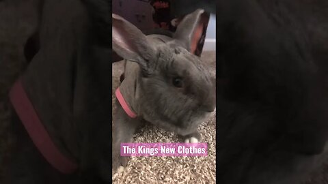 The Kings New Clothes #shorts #rabbitclothes #rabbitvideos