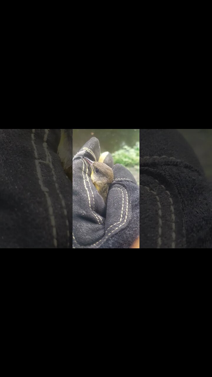 This Cringe ah ah Creature Flew into My House #shorts #animals #nature