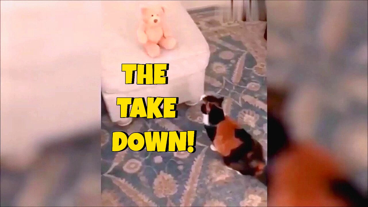 Cat takes down stuffed teddy bear!