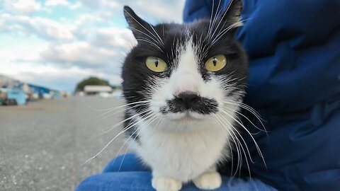 The whiskered cat jumped onto my lap as soon as he saw my face.