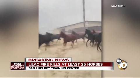 25 horses killed in Lilac Fire