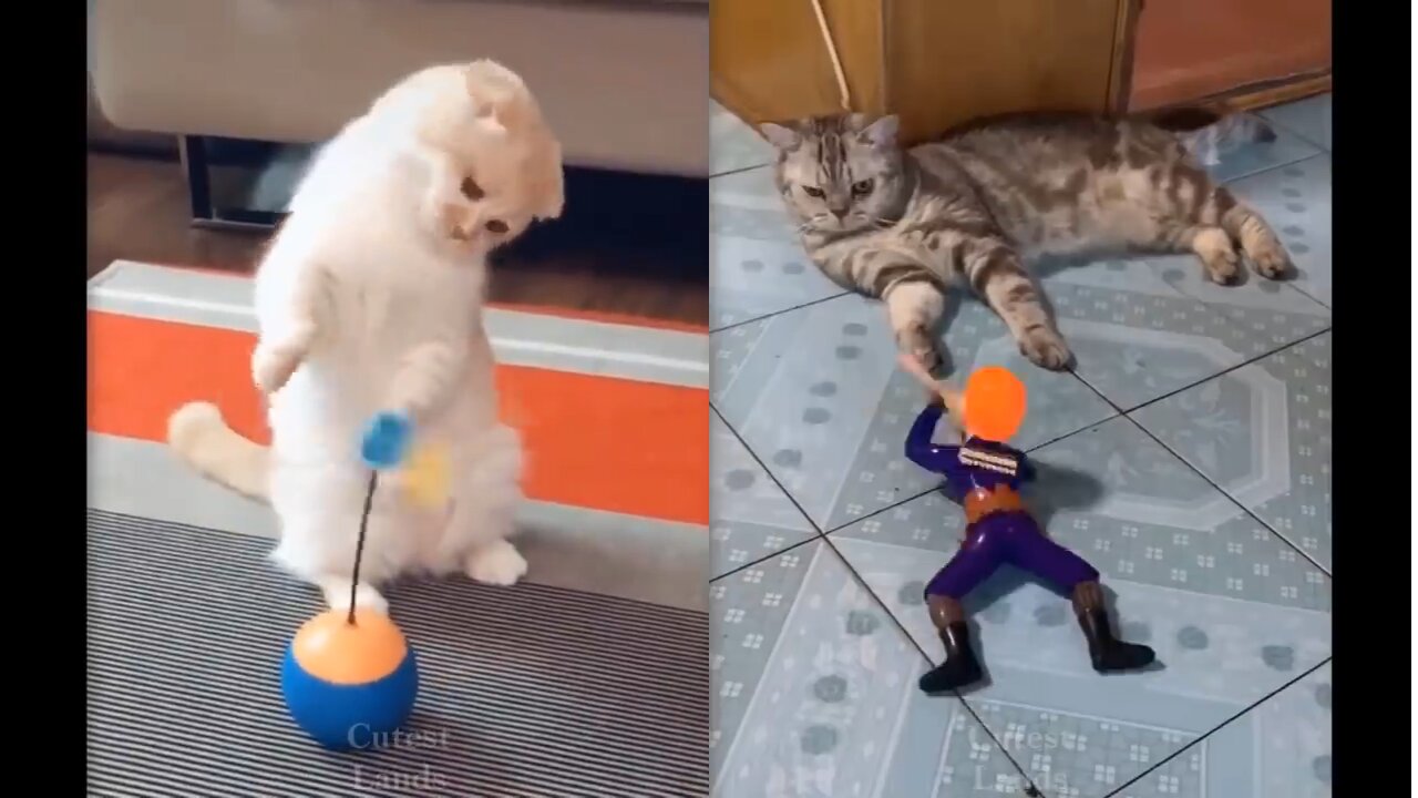 Pets having fun with toys