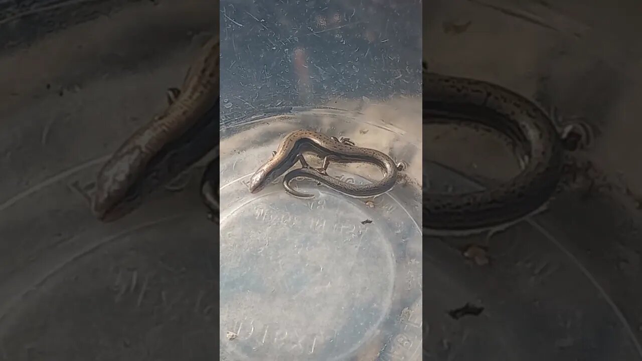 A LITTLE BROWN SKINK (12/11/23)