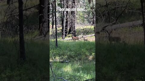 #doe #deer #fawntwins #twins #wildernessliving #livingthedream #countryliving #montana #familytime