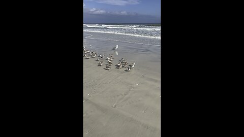 A day at the beach