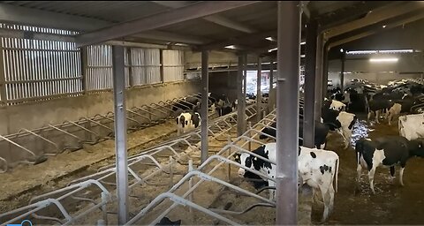 Feeding and caring for our 300 cows
