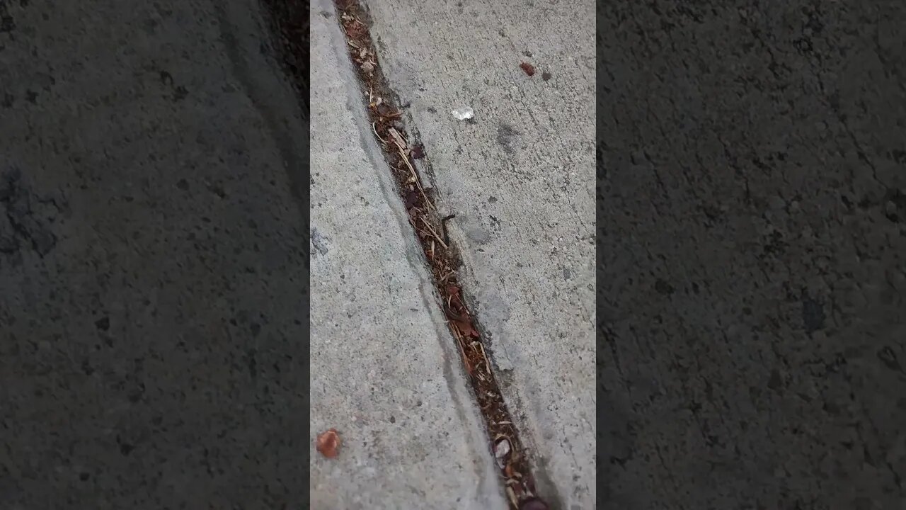 ff