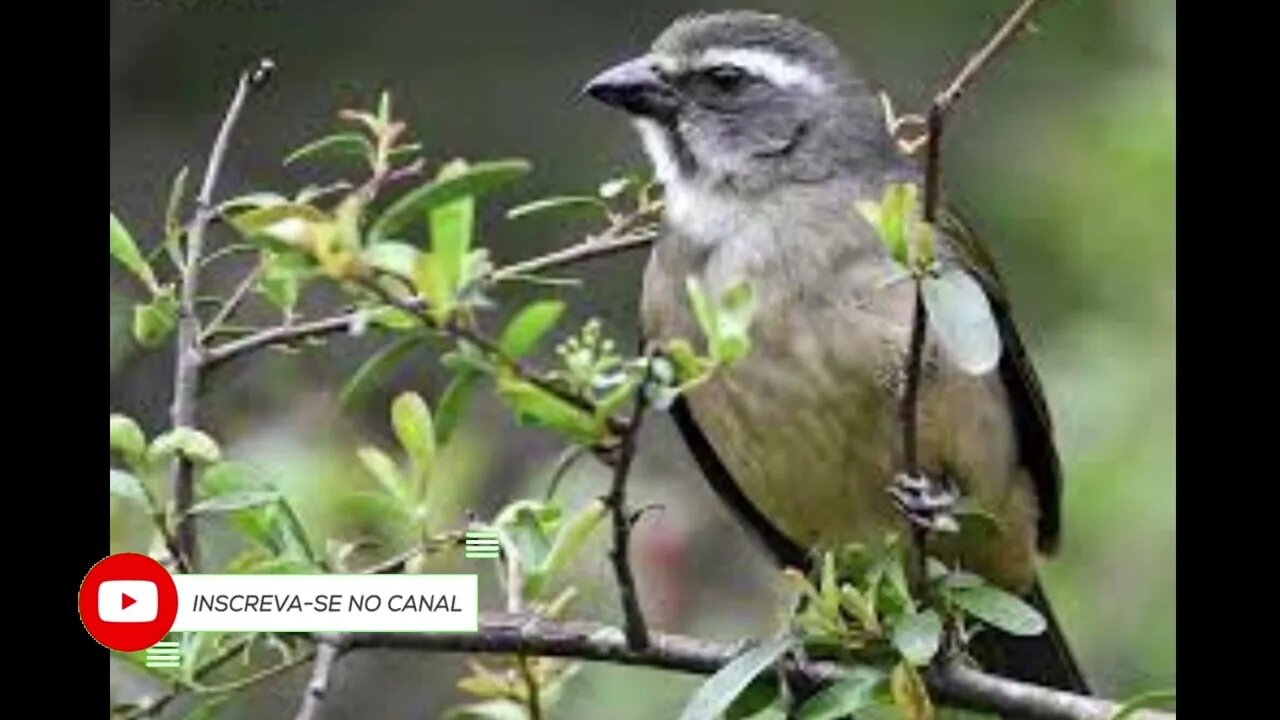 canto sou terrível canto rápido pra treino torneio