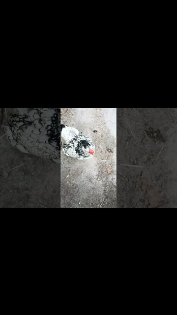 Rhiannon across the other side of the paddock