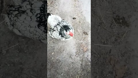 Rhiannon across the other side of the paddock