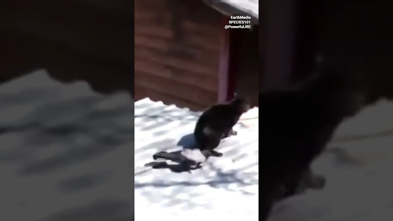 Ravens Are Most Intelligent Bird in the World by Joe Rogan