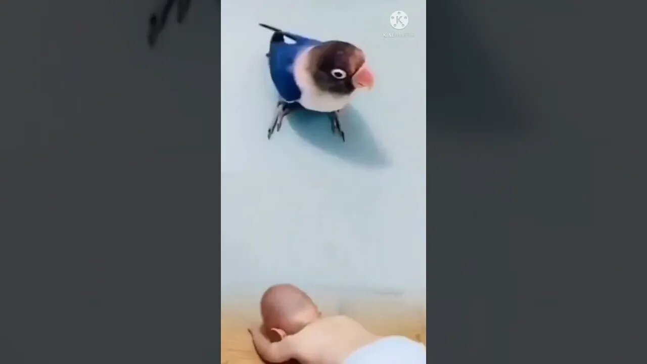 Bird funny video, baby short video 2022, baby funny video shorts, birds funny videos 2022 #short