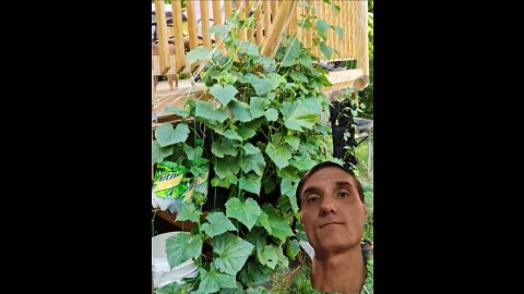 HANGING GARDEN, CUCUMBERS GROWING IN POCKETS