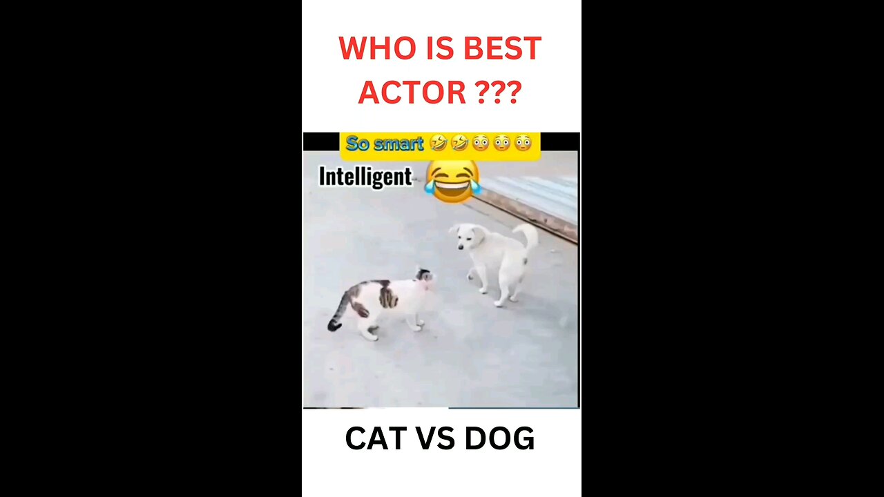 Funny acting by Cat 🐈 and Dog 🐕 😂😂🤣🤣🤣🤣🤣