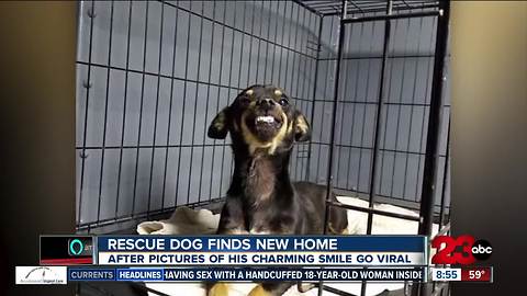 Dog goes viral for smiling in adoption picture, finds forever home