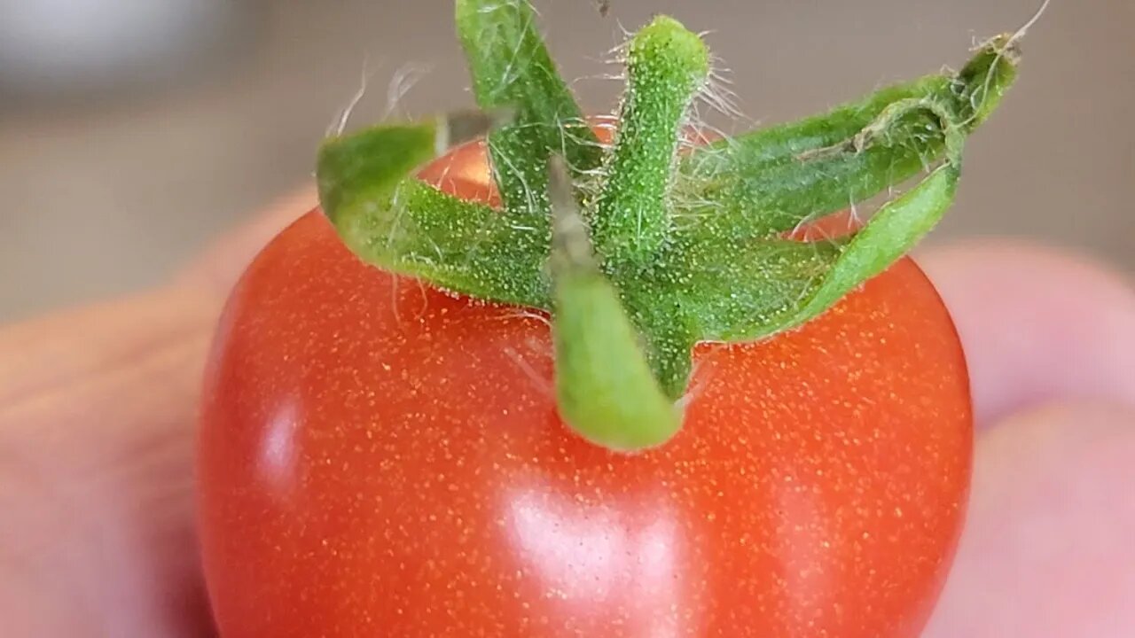 Fox Cherry tomato is ready #savingseeds #cherrytomatoes