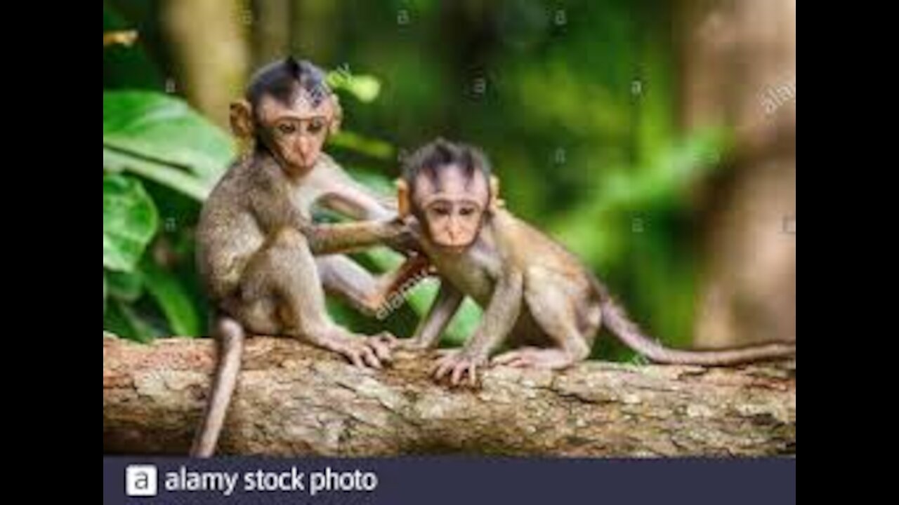 Funny Animal# baby monkey#48# love animal.