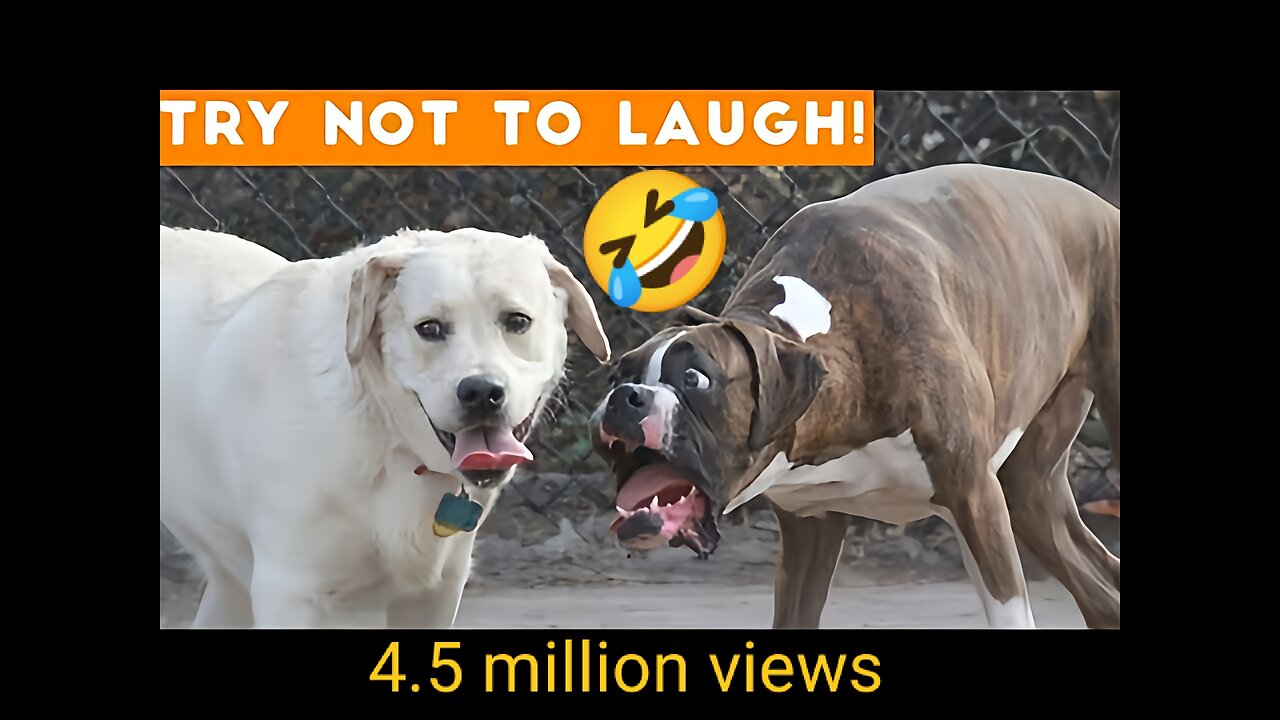 The dog and women sell a hen funny videos in 2023 (new funny dog video)