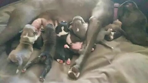 4 Day Old Pitty Bull Pack Eating Breakfast