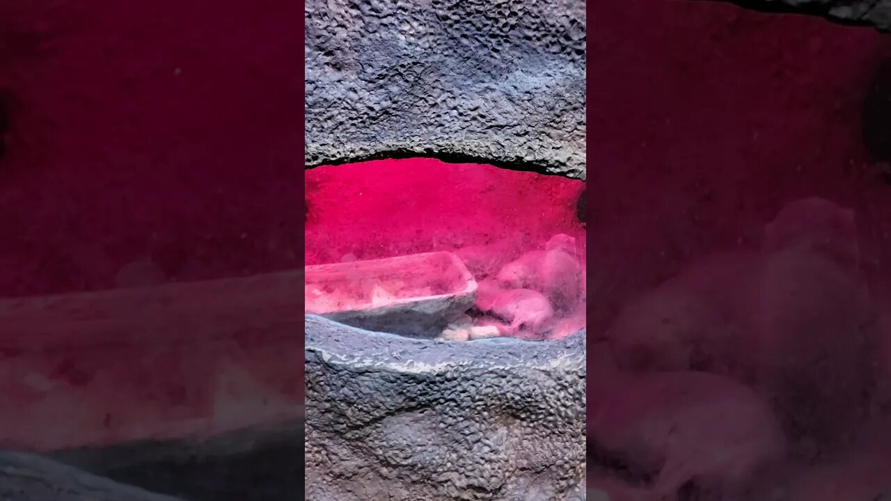Baby Mice #animals #shorts #shortsvideo #shortsfeed #fyp