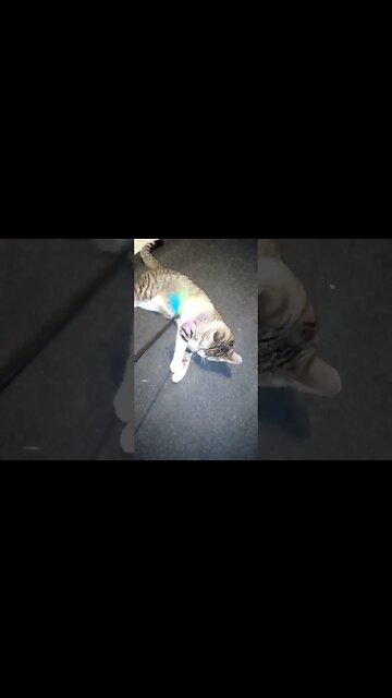 A Playful Little Cat #shorts