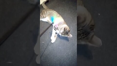 A Playful Little Cat #shorts
