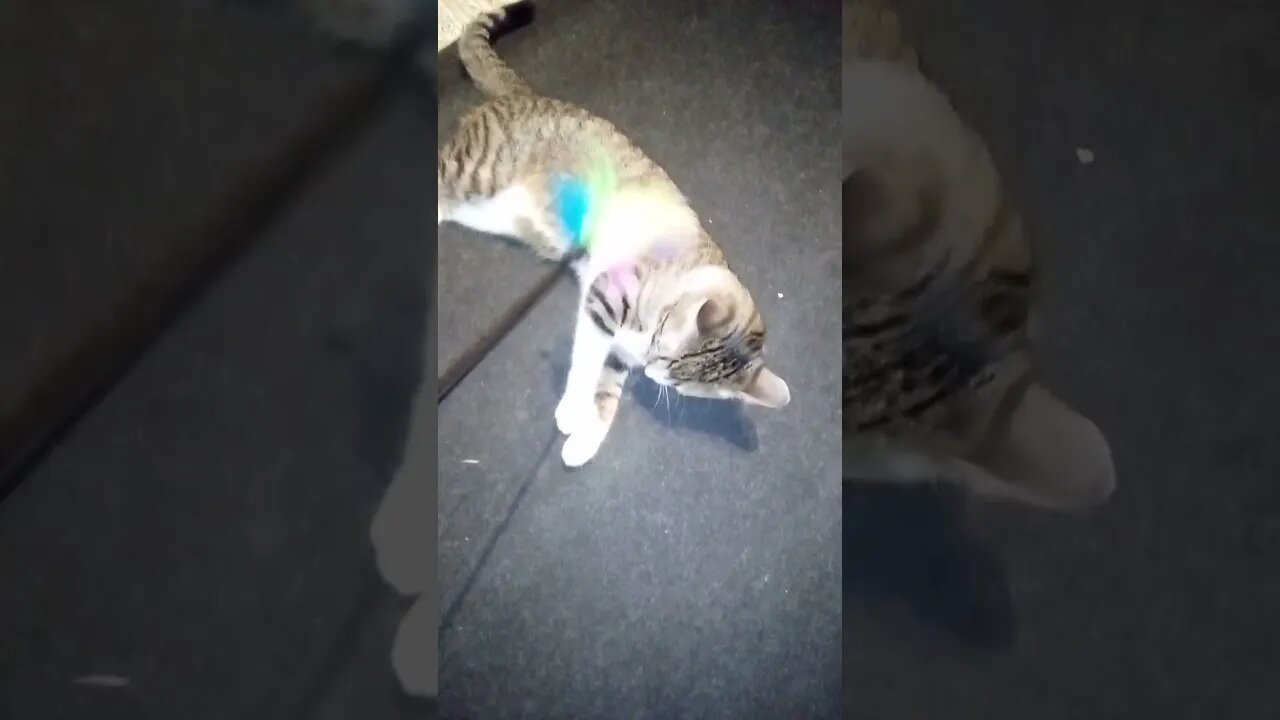 A Playful Little Cat #shorts