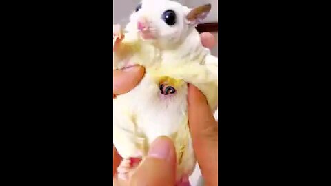 A pet rat and nature