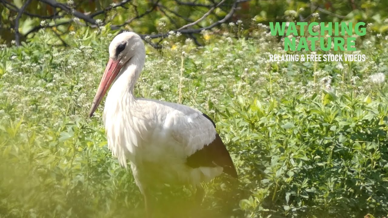 Stork in a field in search of prey | Nature Scenery | Animals: Birds | 4K Nature Free Stock Footage