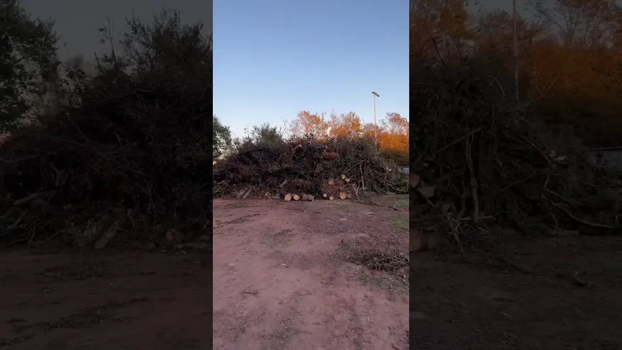 A massive pile of destroyed Trees ☹️