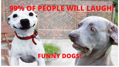 You will laugh at these dogs !!! FUNNY DOG VIDEOS