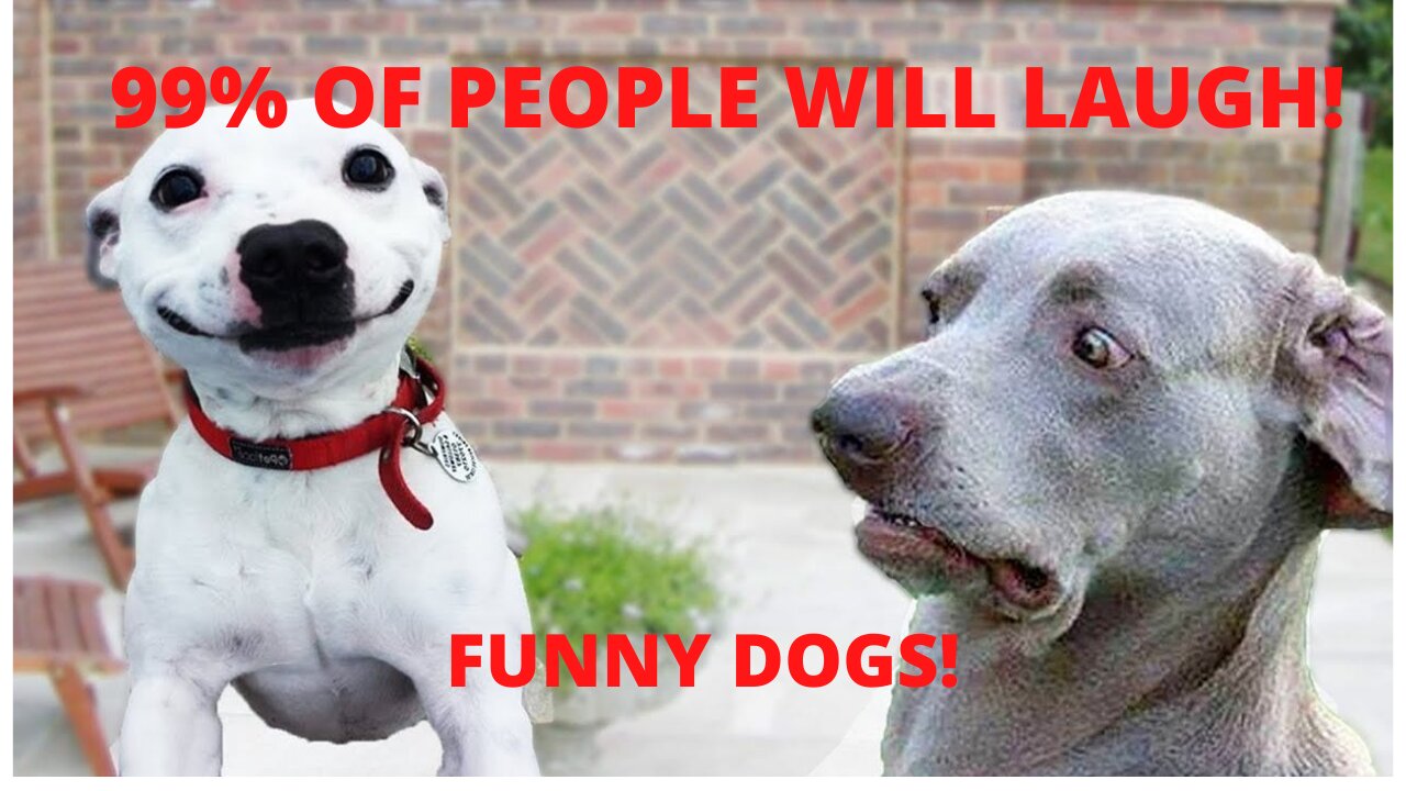 You will laugh at these dogs !!! FUNNY DOG VIDEOS