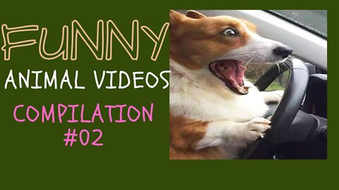 Funny Animal Videos Compilation #02