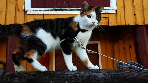 Mille our shipscat on S/Y Amanda 1906 in Egersund port, Norway. 2021