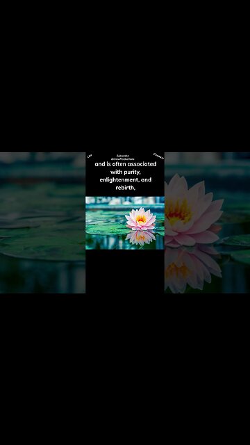 The Lotus flower holds great cultural and symbolic significance in many Eastern religions