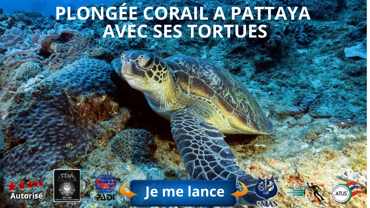 🐢Pattaya et ses tortues