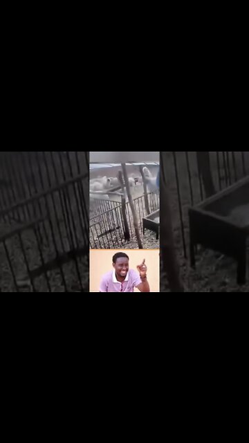 @tiktok ,#feny #shorts funny videos 2022 animals,funny videos 2022