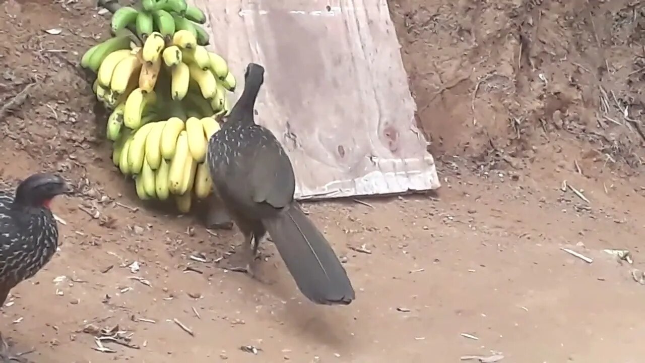 JACU COMENDO DE BANANA CRIAÇÃO DE JACU