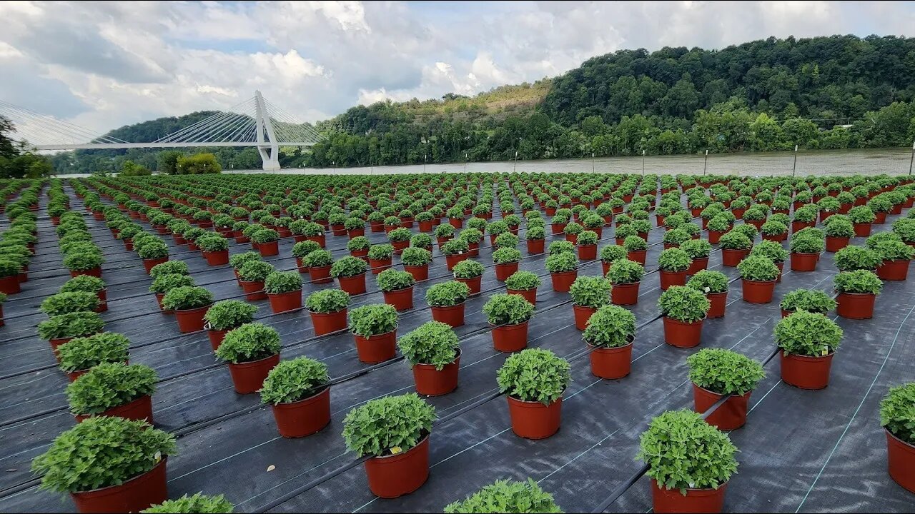 114 Bob's LIVE: Fall Mum Update