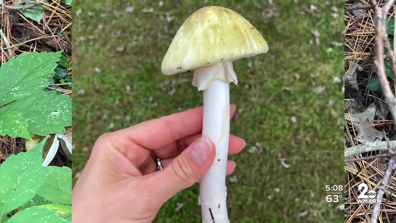 Family loses pets within 24 hours because of poisonous mushroom