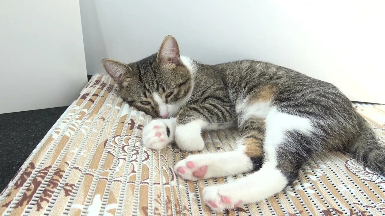 Kitten Wonders what Hooman Is Doing