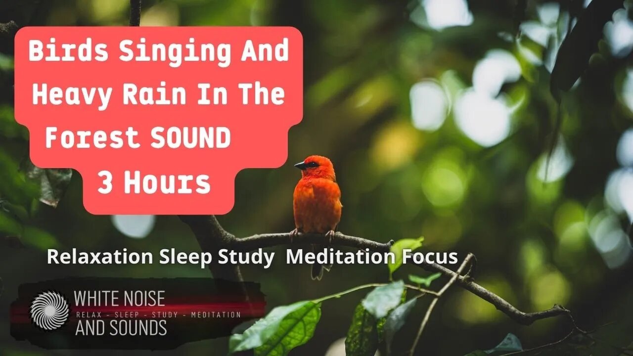 Sound Birds Singing And Heavy Rain In The Forest Relaxation Sleep Study Meditation Focus, 3